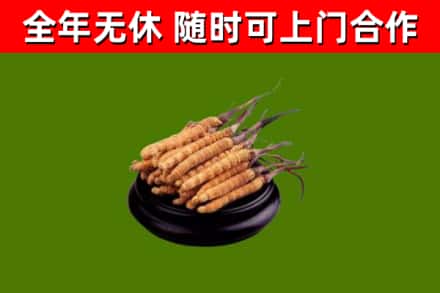 黄冈市回收冬虫夏草